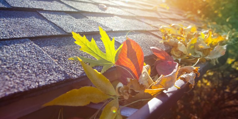 Colorful Fall Leaves in Gutter
