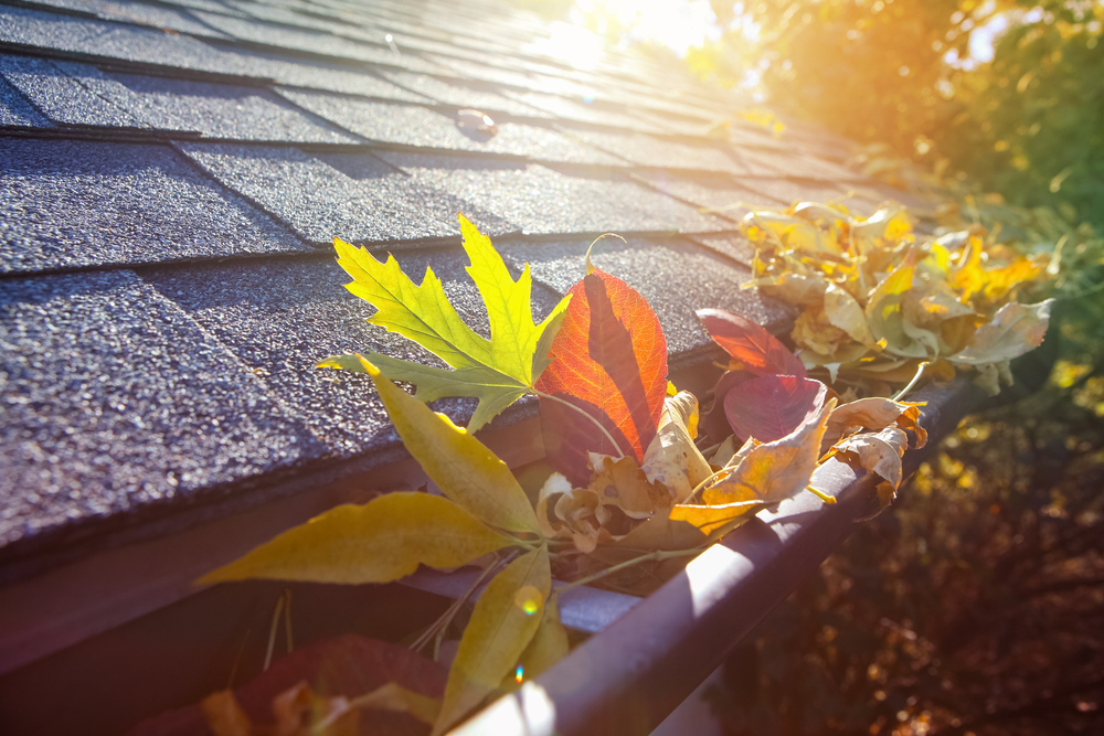 Colorful Fall Leaves in Gutter